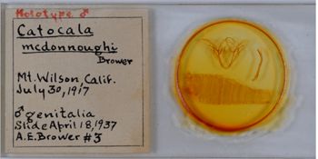 Media type: image;   Entomology 23035 Aspect: genetalia